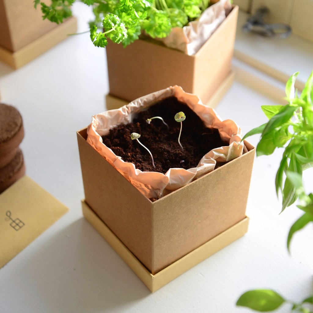 Plant Box: Monthly Subscription