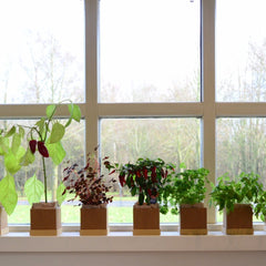 Plant Box: Monthly Subscription