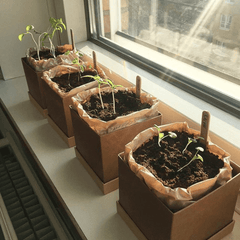 Plant Box: Monthly Subscription