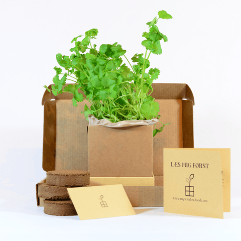 Coriander Plant Box