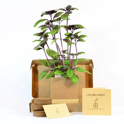 Red basil Plant Box