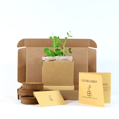 Pea Plant Box